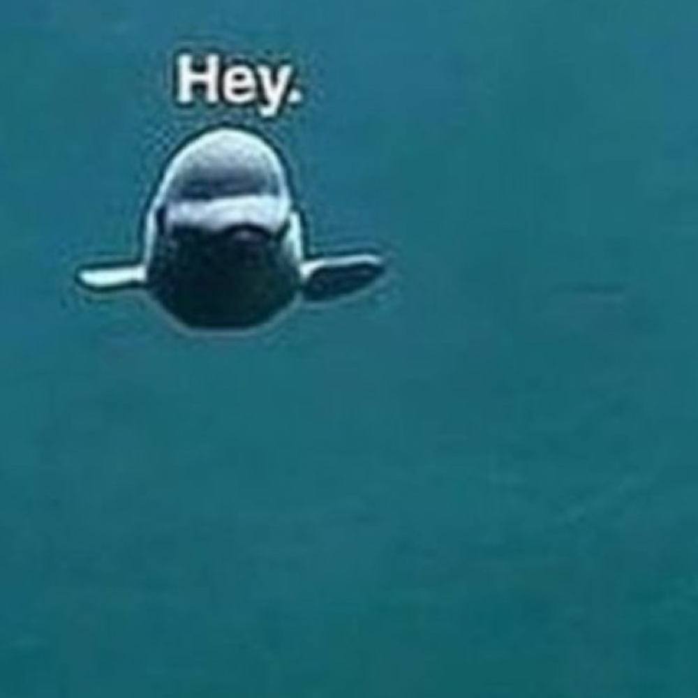 Meet your Posher, Rylee